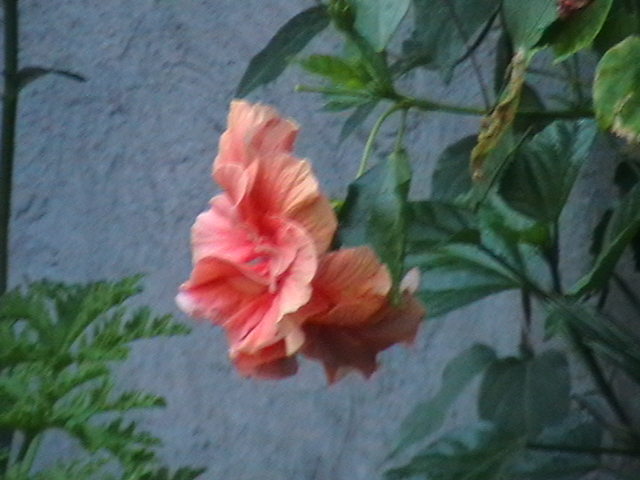 Picture 070