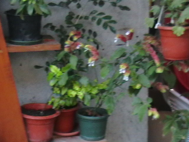 Picture 077