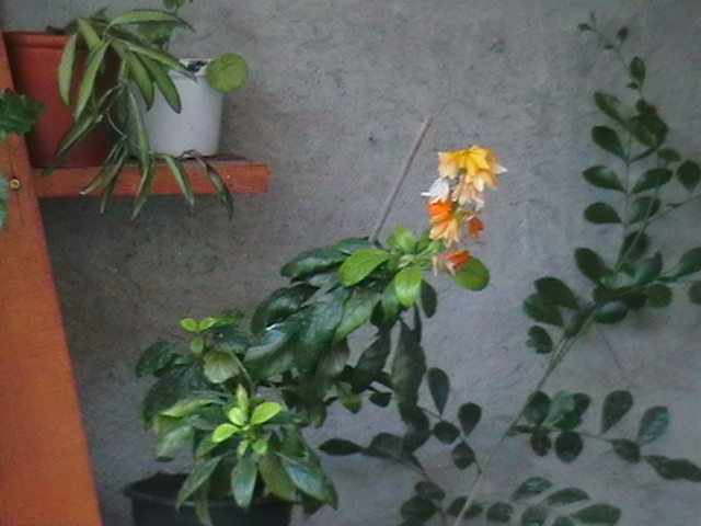 Picture 078