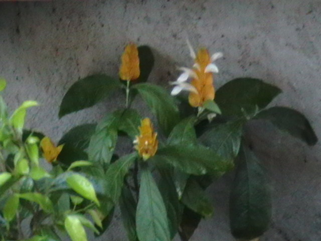 Picture 080