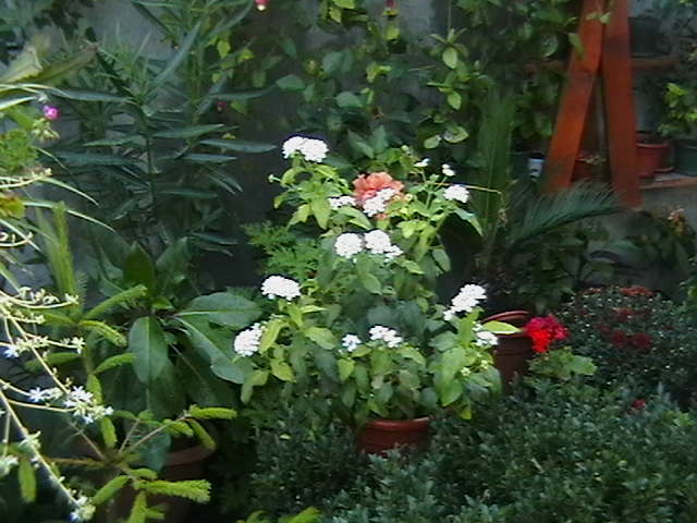 Picture 087