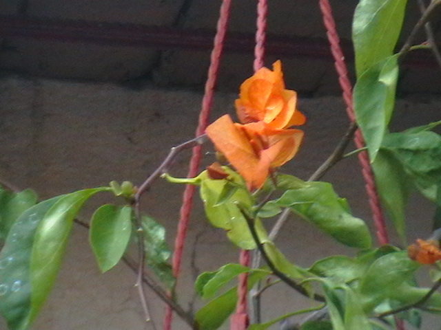 Picture 091