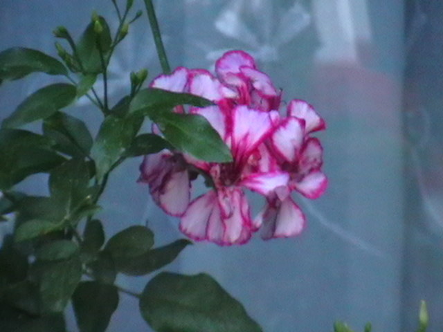 Picture 092