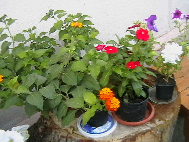 Picture 093