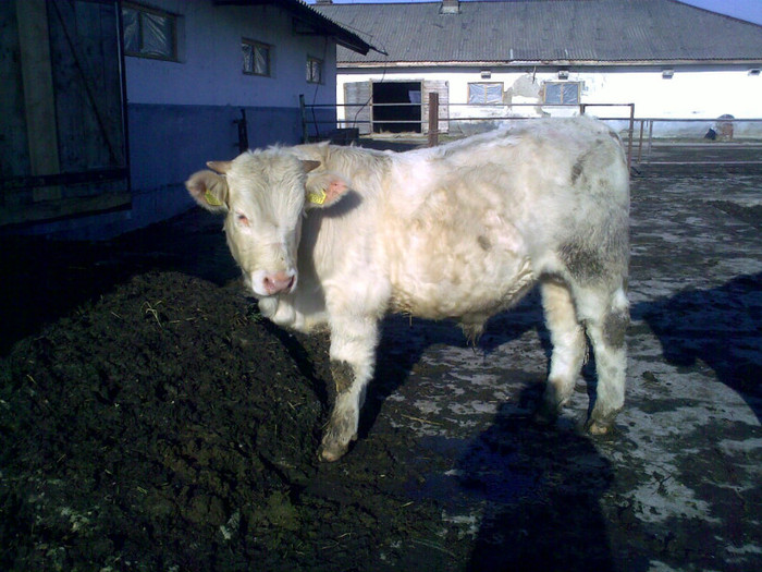 Taur Charolaise - 12 luni - bovine de carne
