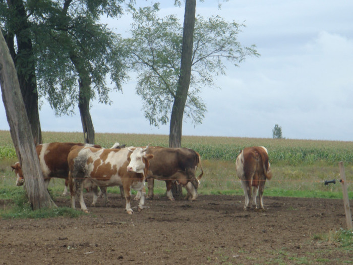 pasune 2010 - bovine de carne