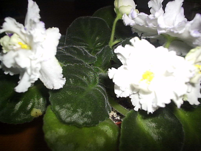 26.08.2011 - Arctic Frost