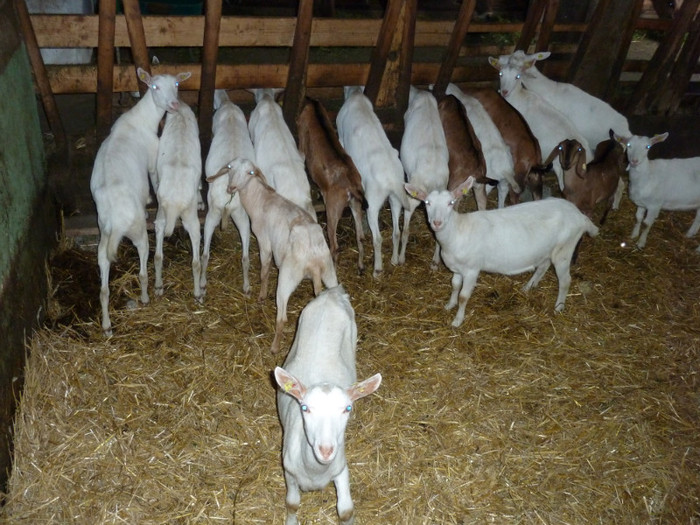 capre- prüller- farm austria - crescatori de capre -austria ziege farm