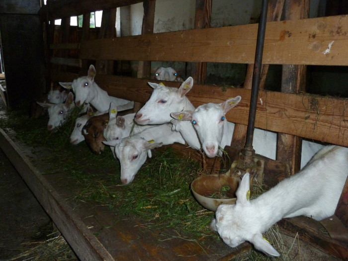 de vanzare capre sanne 7-8 luni - crescatori de capre -austria ziege farm