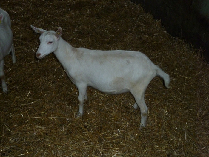 capre-fam-Prüller-Ternberg 4452 - crescatori de capre -austria ziege farm