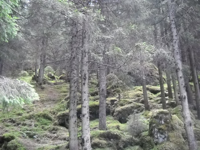 PADURE SECULARA
