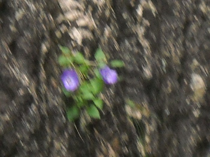 GENTIANA TREMURAND