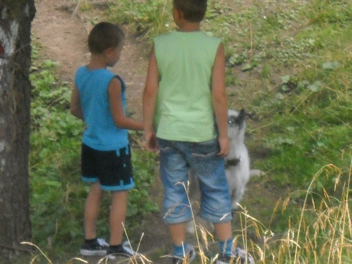 TREI IEZI CUCUIETI
