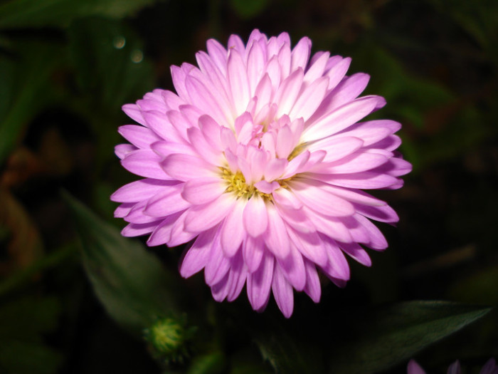 roz cu mijlocul mai deschis, dublu, pitic