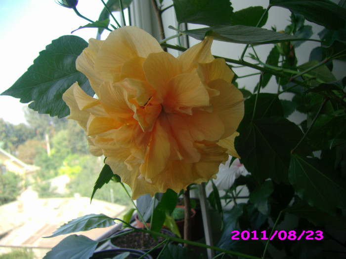 IMG_8773 - flori 2011