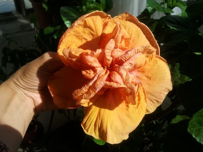 n - plantele mele
