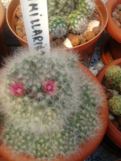 Fotografie1643 - Mammillaria