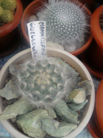 Mammillaria guelzowiana