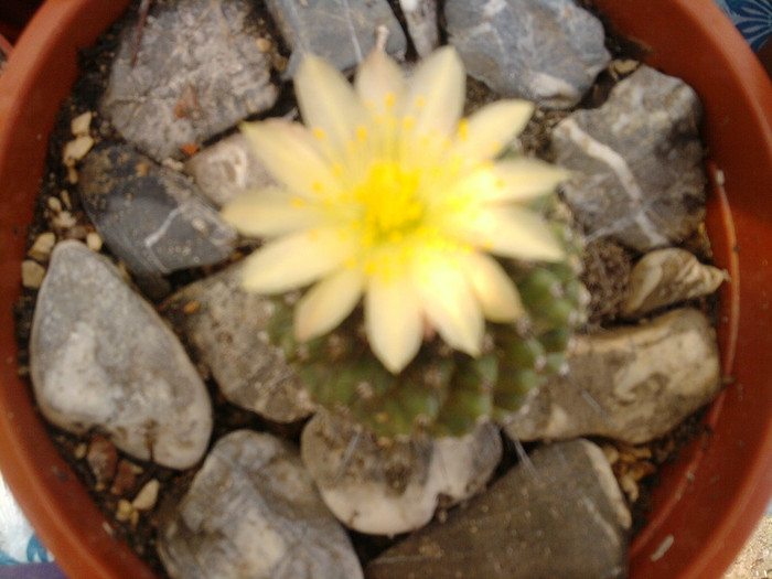 M. petrophila ssp. petrophila 2 (1) - Mammillaria