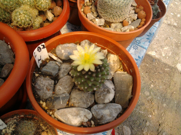 M. petrophila ssp. petrophila 2 (2) - Mammillaria