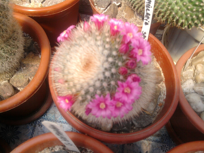 M. spinossima subsp. pilcayensis (1) - Mammillaria