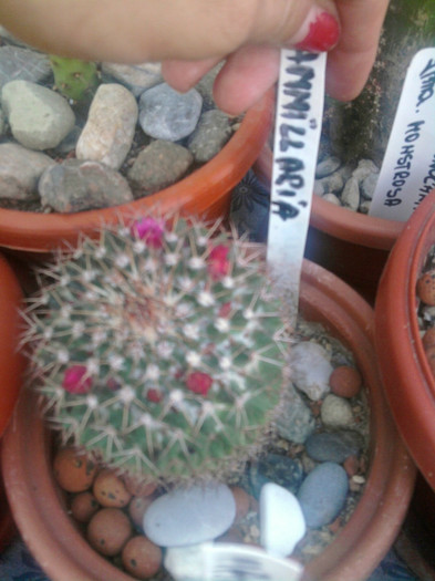 Mamm. backbergeriana - Mammillaria