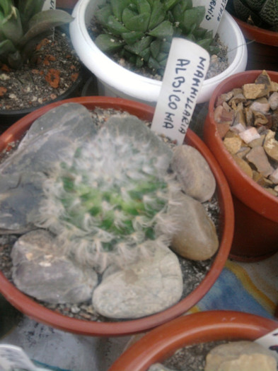 Mammillaria albicoma - Mammillaria