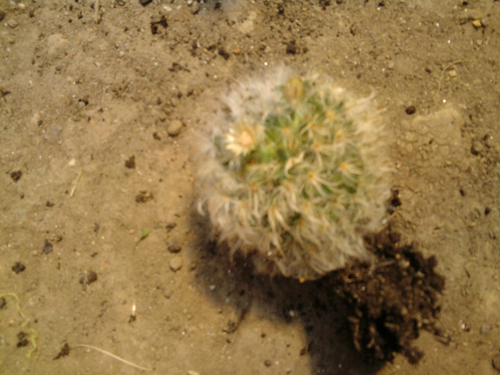 Mammillaria albicoma puisor