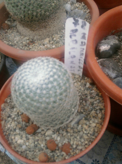 Mammillaria albilanata