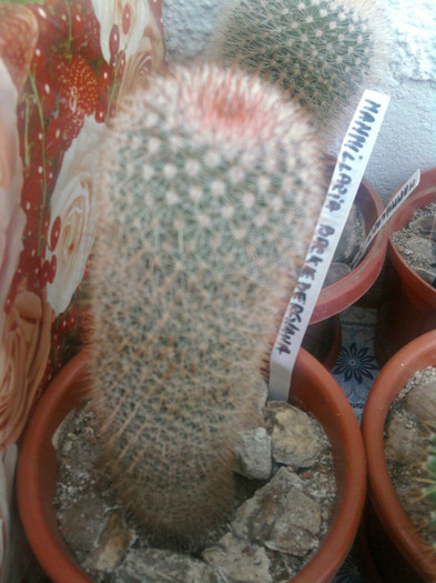 Mammillaria backbergeriaa ssp. ernesti