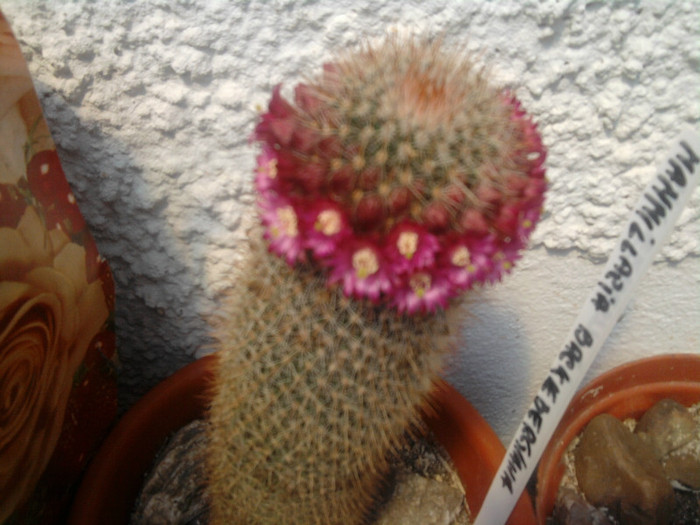 Mammillaria backbergeriana 2 - Mammillaria