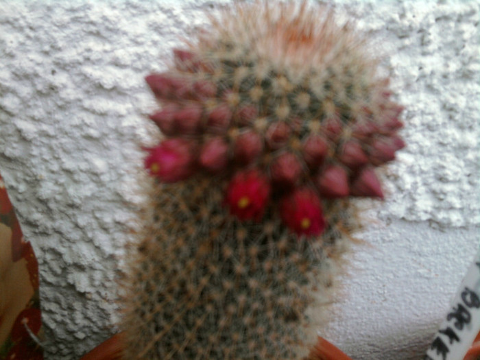 Mammillaria backbergeriana bobocei (1) - Mammillaria