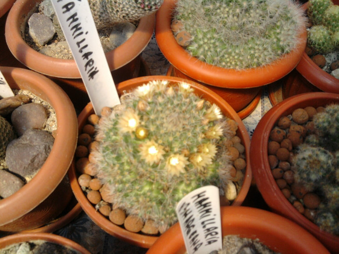 Mammillaria bocasana (2)