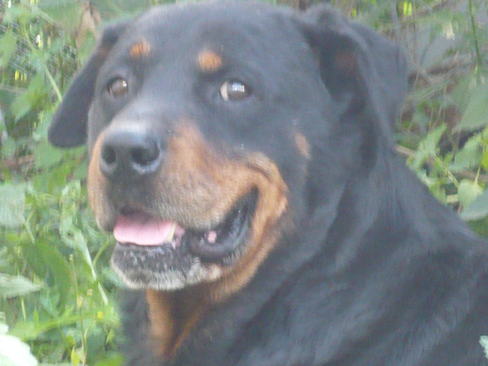 Rottweiler