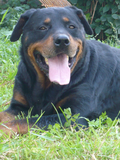 Rottweiler - Rex - paza urecheatilor