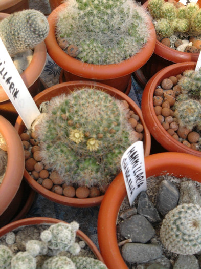 Mammillaria bocasana (6)