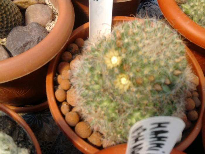 Mammillaria bocasana fl. galbene