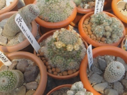 Mammillaria bocasana inflorita