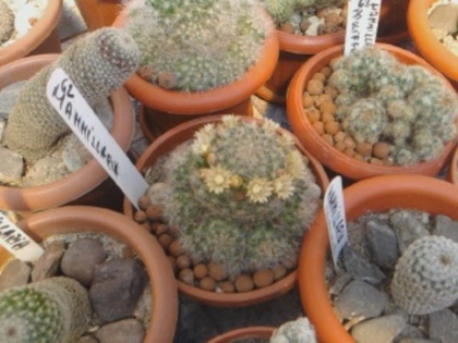 Mammillaria bocasana inflorita (1)