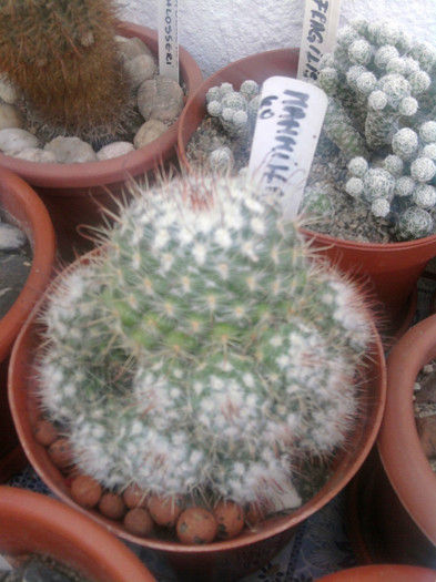 Mammillaria bombycina - Mammillaria