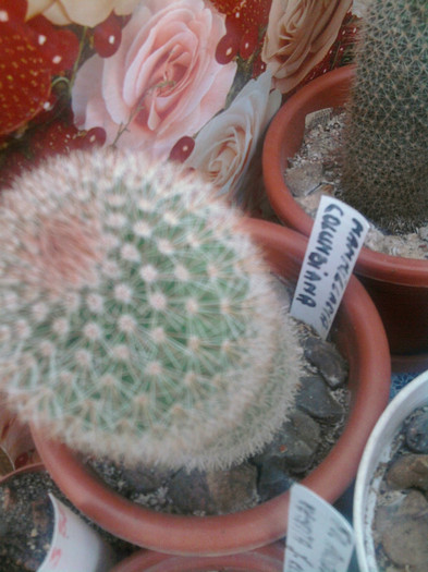 Mammillaria columbiana - Mammillaria