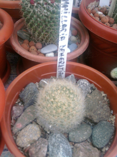 Mammillaria deherdtiana