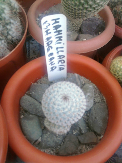 Mammillaria haageana - Mammillaria
