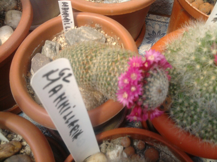 Mammillaria matudae flori - Mammillaria