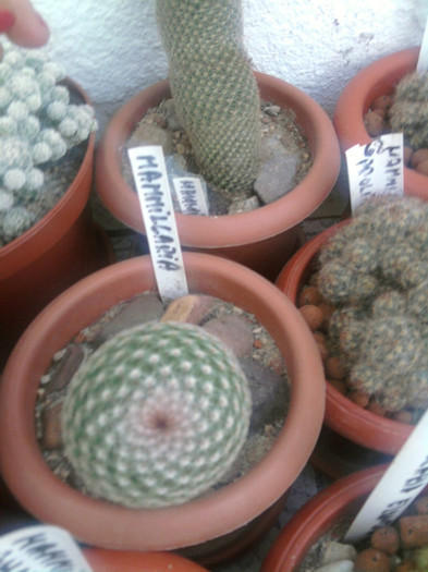 Mammillaria matudae iulie - Mammillaria