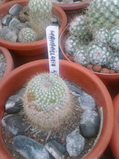 Mammillaria muehlenpfordtii