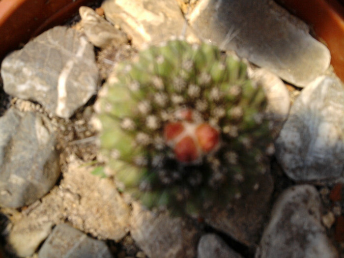 Mammillaria petrophila ssp. petrophila - Mammillaria