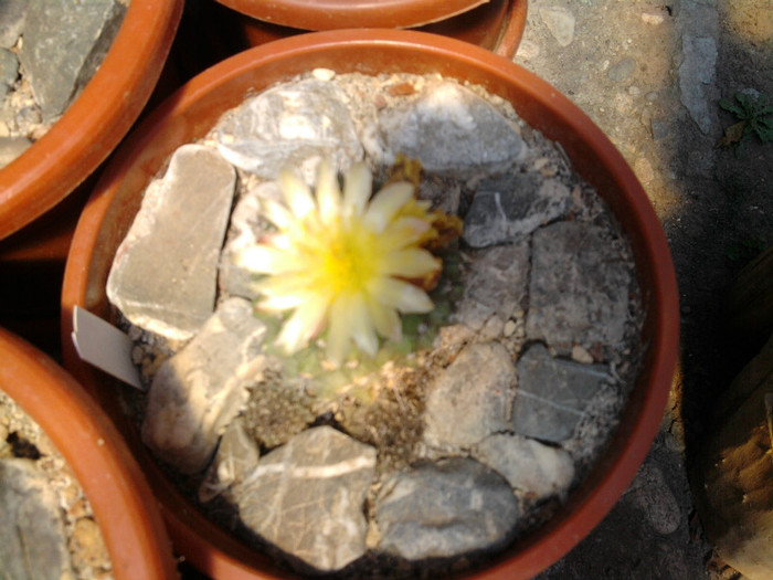 Mammillaria petrophila ssp. petrophila inflorita - Mammillaria