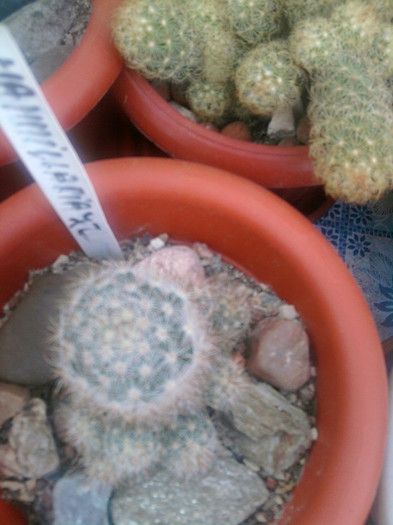 Mammillaria pottsii - Mammillaria