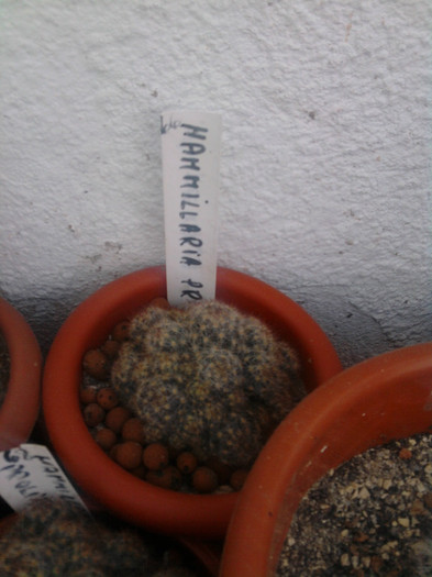 Mammillaria prolifera v. texana - Mammillaria